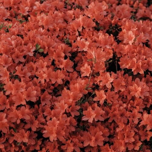 دانلود آهنگ این بار نه واسه من راه برگشت نیست