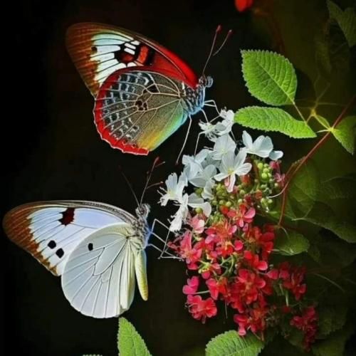 دانلود ریمیکس اما دوباره میرقصن اونا که دوباره رو دوباره