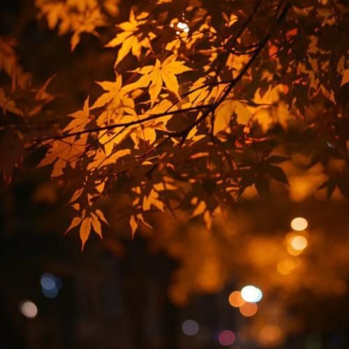 دانلود آهنگ ما درد مشترک شدیم در این هیاهوی زمین از فاطمه مهلبان