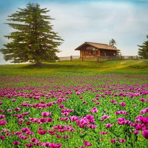 زینب بریمانی تو نبودی من به سوگ غم نشستم