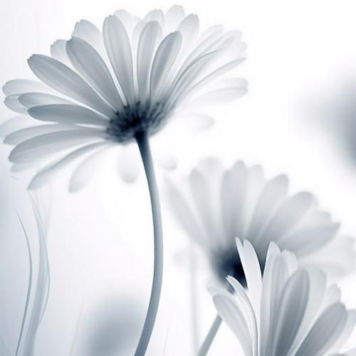 سنا برزنجه خه‌یاله‌که‌م چووو