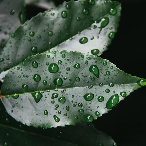 شجاع اومدیم شجاع میمیریم ما طوفان میشیم