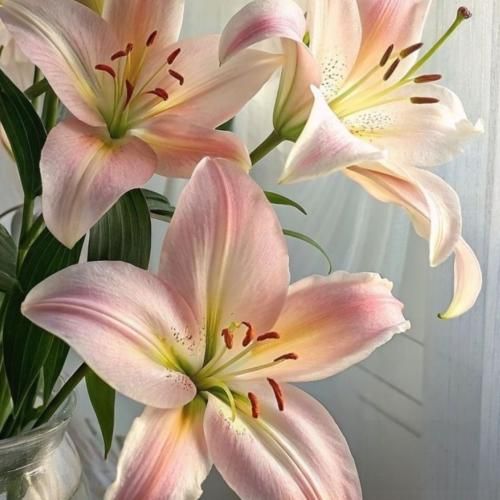  با پسره میرقصی فکر کنم زیاد مستی