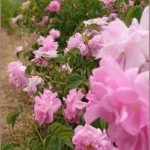 بهم حال نمیده هیچ جا به جز خونه