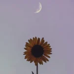 یسری چیزا جدا از خون و رگتون نسلیه (میکس اینستا) یسری چیزا جدا از خون و رگتون نسلیه (میکس اینستا)