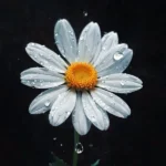 کورو نکه سنا برزنجه