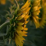 تو اگه منو میخواستی به بقیه تکست نمیدادی