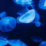 سیاهی میچسبه بهم تو آینه یکیه که از شیشه اس دلش