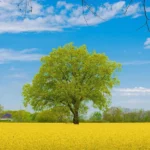 دانلود ریمیکس جدید دیشب تو باغ فردوس دعوا بوده سره راه کنار برن (میکس اینستا)