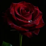 دانلود آهنگ جدید تو دلت تنگ نشد واسم موردی نی زخم شده بینیم دانلود آهنگ جدید تو دلت تنگ نشد واسم موردی نی زخم شده بینیم
